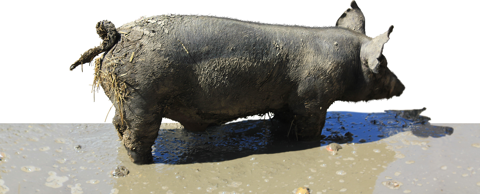 https://omdfortheplanet.com/wp-content/uploads/2018/10/Pig.png
